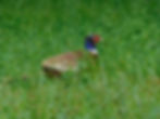 Phasianus colchicus