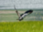 Ardea cinerea