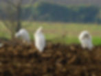 Bulbucus ibis