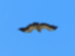 Gyps fulvus