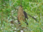 Accipiter gentilis