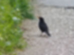 Turdus merula