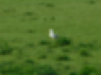 Larus michahellis