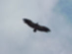 Gyps fulvus