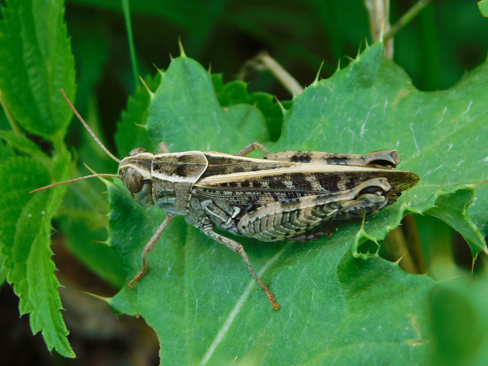 Calliptamus italicus italicus