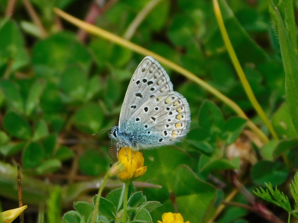 Polyommatus icarus ♂