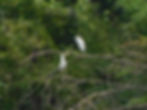 Egretta garzetta