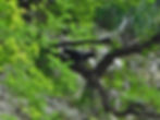 Corvus corax