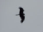 Milvus migrans