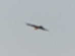 Milvus migrans