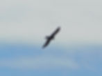 Milvus migrans