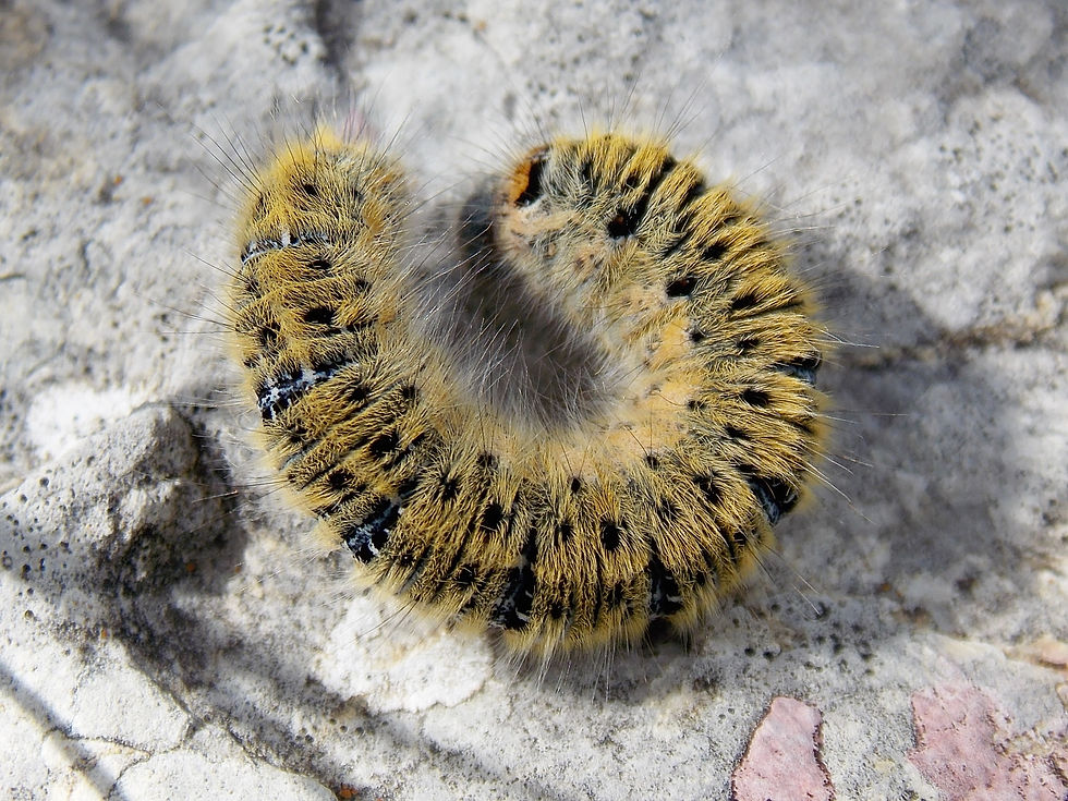 Lasiocampa trifolii