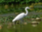 Egretta garzetta