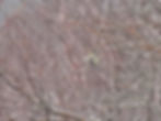 Parus major