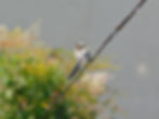 Aegithalos caudatus