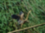 Ardea purpurea
