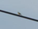 Anthus trivialis