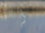 Casmerodius albus