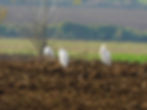 Bulbucus ibis