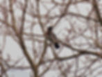 Corvus cornix
