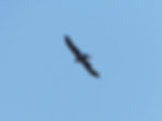 Milvus migrans