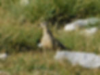 Charadrius morinellus