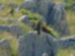 Buteo buteo