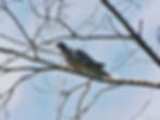Columba palumbus