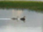 Podiceps cristatus