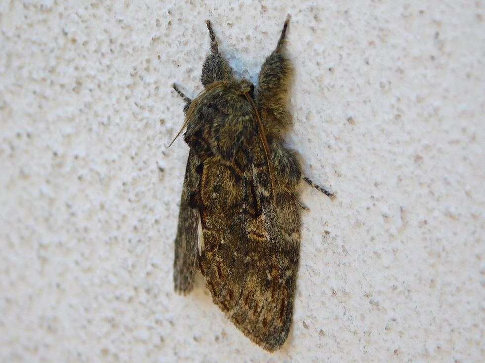 Peridea anceps