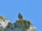 Buteo buteo