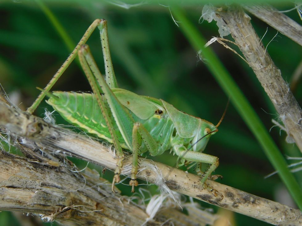 Tettigonia viridissima