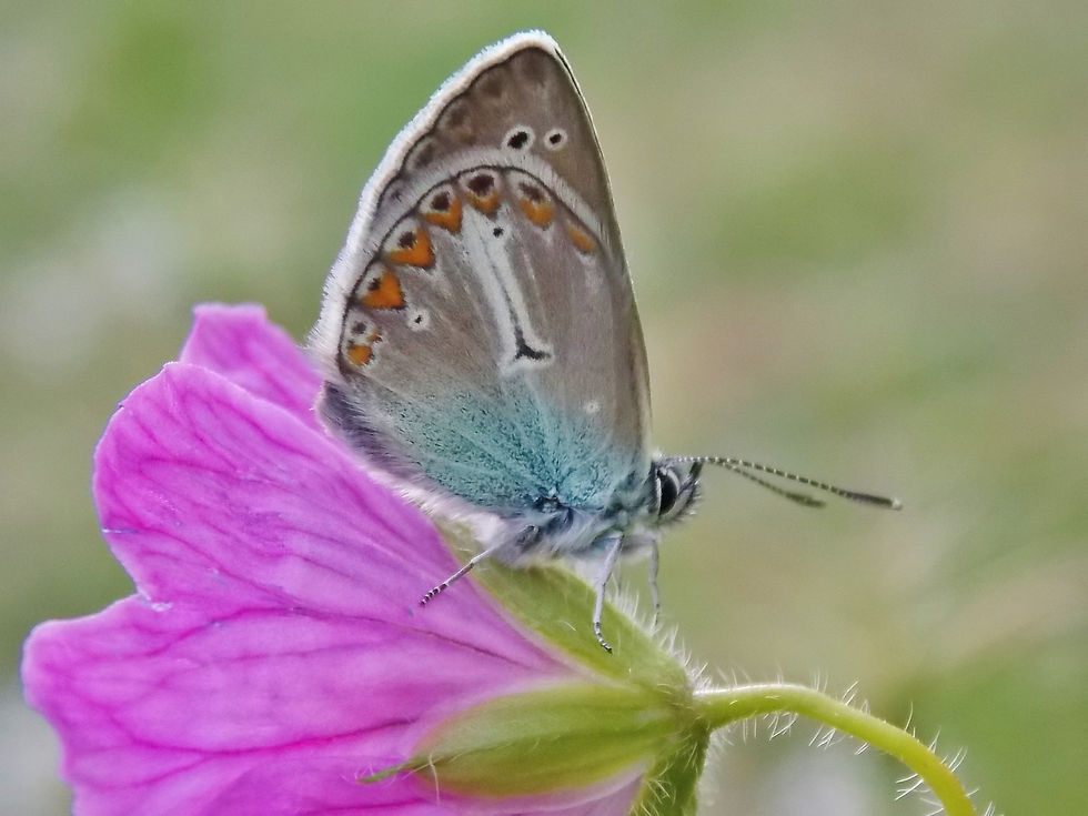 Eumedonia eumedon