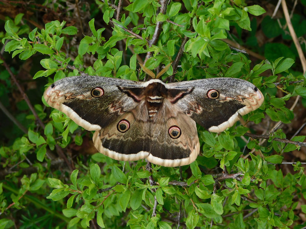 Saturnia pyri