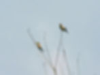 Merops apiaster