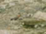 Upupa epops