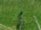 Sturnus vulgaris