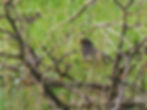 Turdus merula