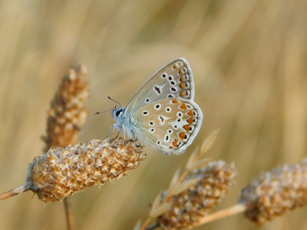 Polyommatus icarus ♂