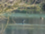 Phalacrocorax carbo