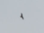 Milvus milvus