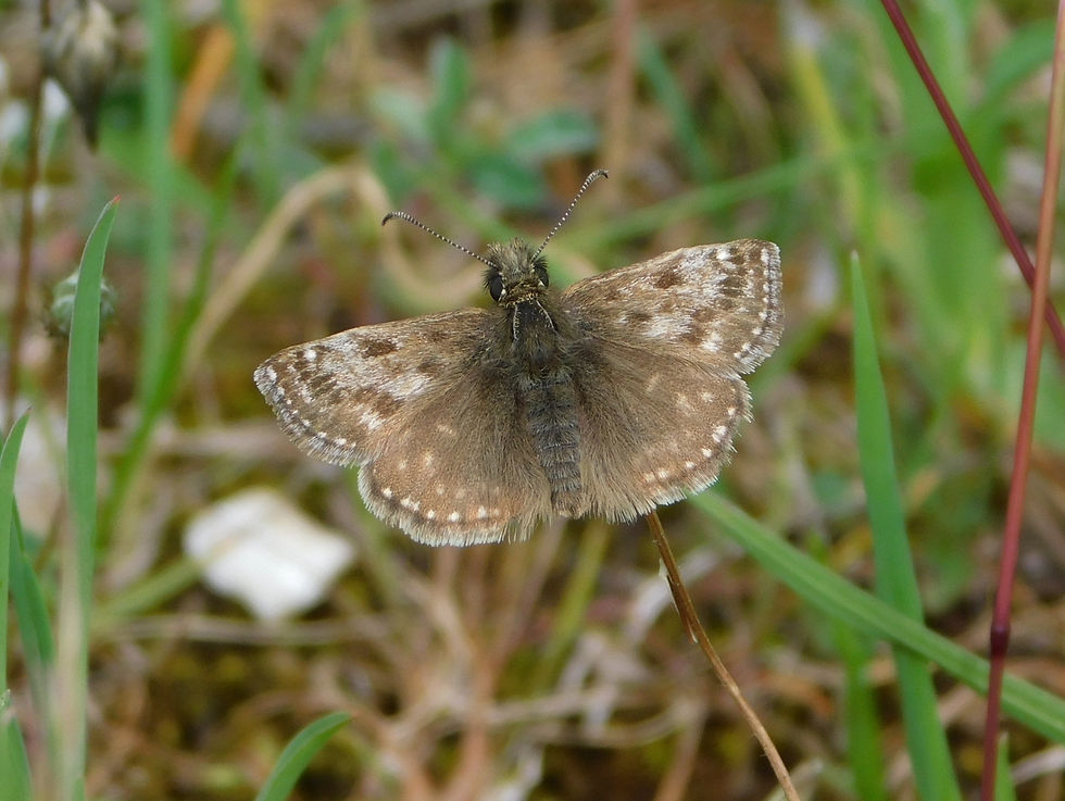 Erynnis tages