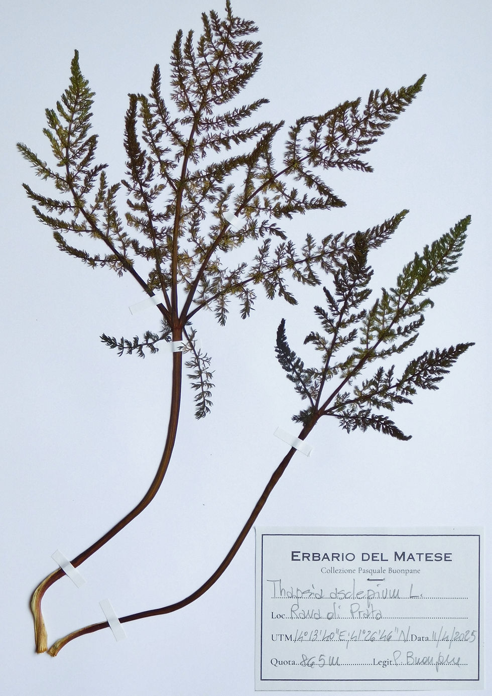Thapsia asclepium L.