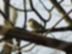 Fringilla coelebs
