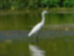 Egretta garzetta