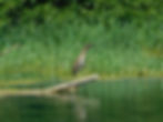 Nycticorax nycticorax