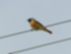 Phoenicurus phoenicurus