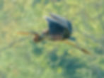 Ardea purpurea