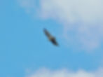 Buteo buteo