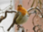 Erithacus rubecula
